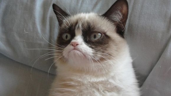 Grumpy Cat va avoir droit à son film au cinéma !