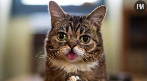 Lil Bub va avoir son propre talk-show