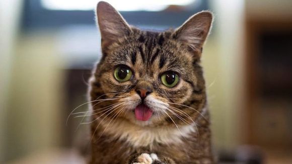 USA : Un nouveau talk-show animé par... un chat !
