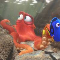 Bande-annonce : "Le Monde de Dory" se dévoile