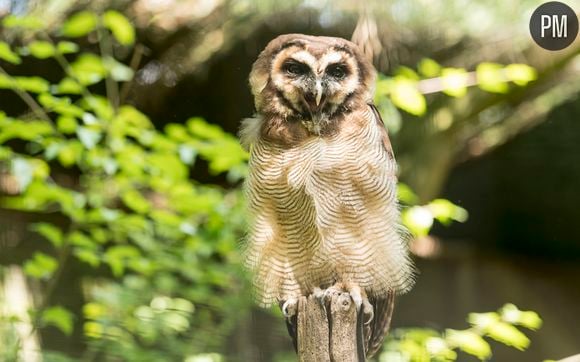 "Une saison au zoo"