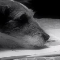 Uggie, le chien de "The Artist", sort ses mémoires !