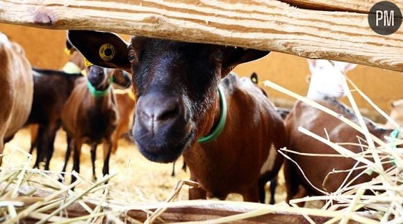 "L'amour est dans le pré" épisode 8, ce soir sur M6