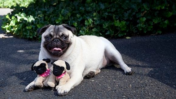 Une chaîne de télévision pour les chiens bientôt lancée en France