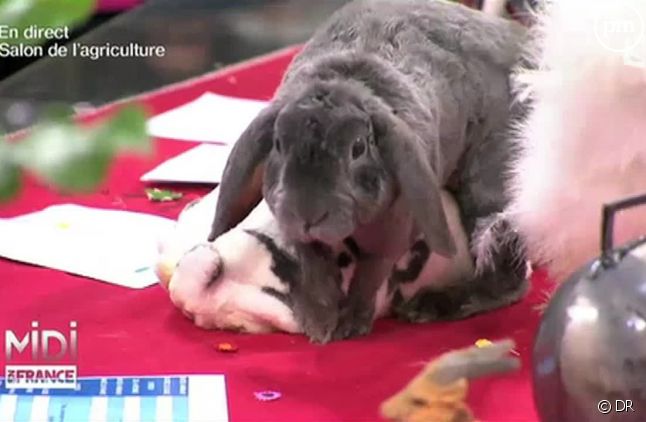 Deux lapins perturbent une chronique sur France 3