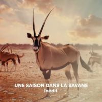 "Une saison dans la savane" : France 4 lance une nouvelle déclinaison de sa série documentaire ce soir