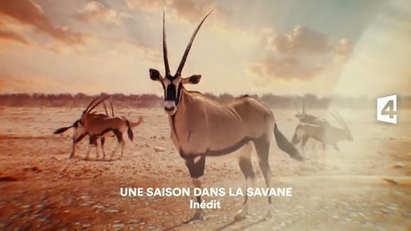 "Une saison dans la savane" : France 4 lance une nouvelle déclinaison de sa série documentaire ce soir