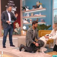 "C'est assez rare qu'on caresse nos invités" : Messi, le chien du film "Anatomie d'une chute" invité de "Bonjour", la matinale de TF1