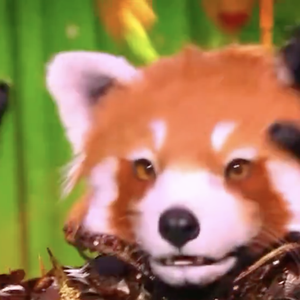Qui se cache derrière "Le Panda Roux" de "Mask Singer" 2025 ?
