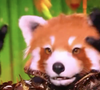 Qui se cache derrière "Le Panda Roux" de "Mask Singer" 2025 ?