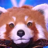 "Mask Singer" 2025 : Quelle célébrité se cachait sous le costume du "Panda roux" et a été éliminée ce vendredi soir sur TF1 ?