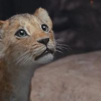 Box-office : "Mufasa : Le roi lion" règne une 5e semaine d'affilée, "Un ours dans le Jura" proche du million d'entrées, "Sonic 3" pique le podium à Pedro Almodóvar