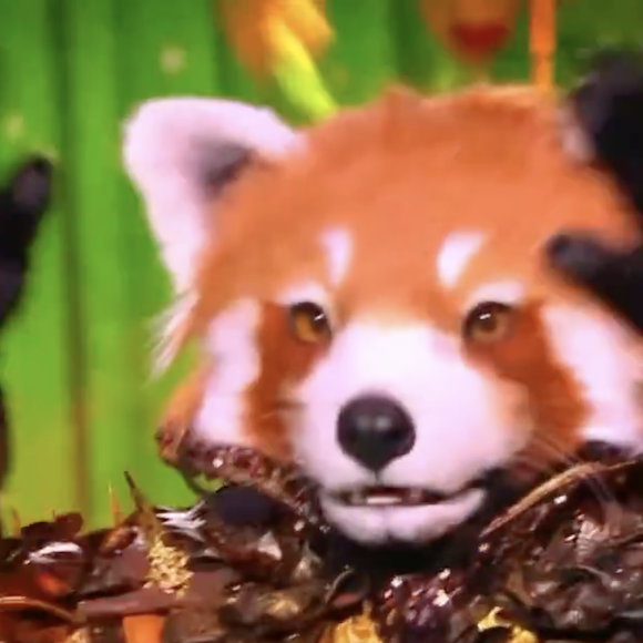 Qui se cache derrière "Le Panda Roux" de "Mask Singer" 2025 ?