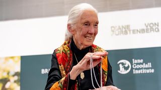Déprogrammation : France 5 bouscule sa grille pour rendre hommage à Jane Goodall