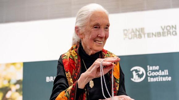 Déprogrammation : France 5 bouscule sa grille pour rendre hommage à Jane Goodall